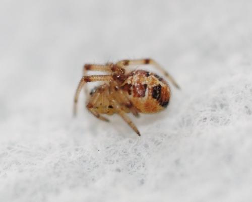 Phylloneta sp.